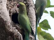 Parrots கூட்டு கிளியாக