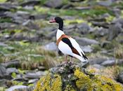 BIRD WATCHING RUNDE ISLAND, NORWAY: Above Cliffs Along Shore