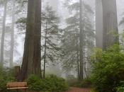 Comprehensive Guide Redwood National Park State California