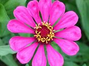 Zinnia எந்த பூவிலும் வாசம் உண்டு;