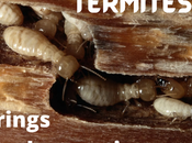 Termites: Silent Destroyers Power Pest Control