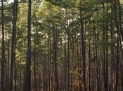 Explore Congaree National Park: Natural, Unspoiled Wilderness