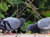 Welcoming Chick Young Pigeon This Beau World