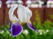 More Beloved Irises [urban Pastoral]