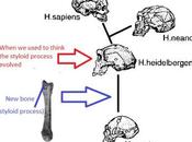 Surprising Human Hand Bone Challenges Evolution