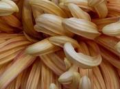 Spider Mums