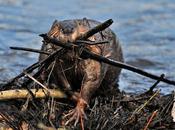 Mammal Society Calls Return Beavers Control Flooding