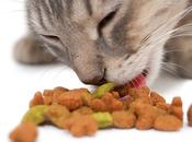 Extreme Increase Diabetes Cats