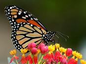Milkweed Monarchs Saving Beneficial Butterfly