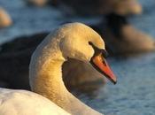 Yorkers Uproar Over Planned Mass-Killing Swans