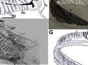 Strange Creature Anatomically Unlike Anything That Ever Been Seen; Reversing Epiphany