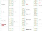 Read Codon Chart Identify Amino Acids