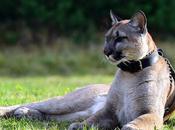 Human Animals Bonding Keeping Pets