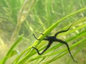 Listened Seagrass Meadows Understand Their Underwater Soundscapes Reflect Biodiversity