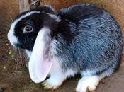 Bunny, Rabbits சூப்பர் ஸ்டாரு யாருன்னு கேட்டா