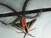 Worlds Rarest Most Unusual Moths