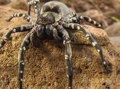 Worlds Rarest Most Unusual Spiders