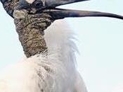 SCENES FROM BREEDING SEASON SOUTH FLORIDA WETLAND, Guest Post Karen Minkowski