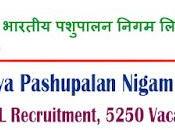 BPNL Recruitment 2024 5250 Vacancy, Apply Online