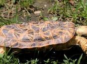 Worlds Rarest, Strangest Most Unusual Tortoises