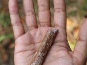 Where ‘hobbit’ People Come From? Fossils Shed Light