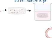 Mammary Glands Dish What Miniature Organs Reveal About Evolution, Lactation, Regeneration Breast Cancer
