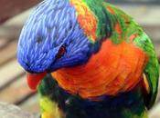 Parrot Lorri Galileo Galilei பஞ்சவா்ணக்கிளி பறந்த பின்னாலும்