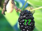 South Dakota Trees—why Mulberry Blackberry Even Though Looks Like