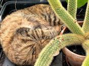 Patience Virtue Cactus Flowers