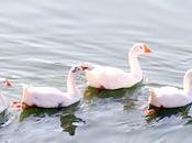 வாத்து மடையன் Discipline Intelligence Ducks