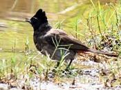 காட்டுக்குயிலு மனசுக்குள்ள சந்தோஷ தெப்பத்திலே! Bulbul