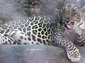 Tongue Twister Leopard