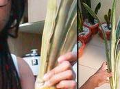 Unboxing Rare Snake Plants: Adding Sansevieria Dawei Fernwood Indoor Jungle