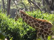 CLOSE-UP WITH WILDLIFE NAIROBI, KENYA: Part Giraffe Center, Guest Post Humberto Gutierrez Rivas