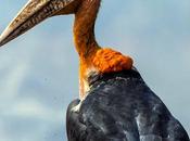 Hargila Army Protecting Greater Adjutant Stork