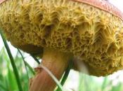 Worlds Most Amazing Unusual Mushrooms