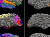 Research Suggests Teenage Brains ‘aged’ During Covid Lockdowns