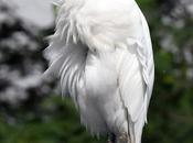 Decent Proposal Cattle Egret Reaction நாணம்??