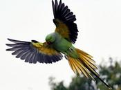 Coloured Parakeet பஞ்சவர்ணக்கிளி பறந்த பின்னாலும்