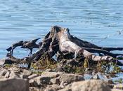 Tree Stump Water, Versions