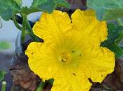 ‘Cucurbita Moschata’ Pumpkin Flower வாசலிலே பூசணிப்பூ வச்சிப்புட்டா