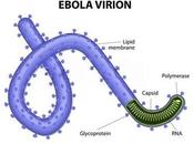 Ebola Virus Disease: Everything Need Know