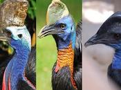 Interesting Facts About Cassowary; Last Surviving Dinosaurs