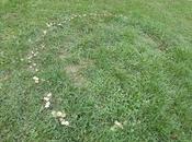 Fairy Ring