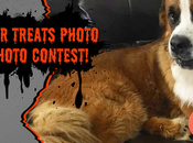 Vote Hazel Trupanion Halloween Costume Photo Contest