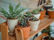 Best Indoor Plants Purifying Enhancing Home Décor