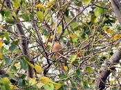 Brahminy Starling மைனாஓ மைனா! கண்ணா பொன்மீனா'