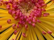 More Spider Mums