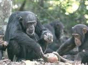 Panthropology Reveals 4,300 Year Chimp Site