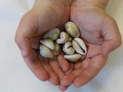 Doctors Paid Well Determining Justum Pretium Medical Care..